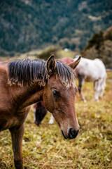 Obraz premium paesaggio in montagna