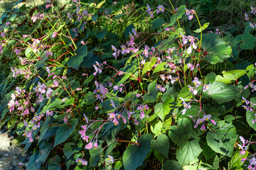 Blossom of Begonia obliqua, Begoniaceae, pink flowers, oriental garden plant