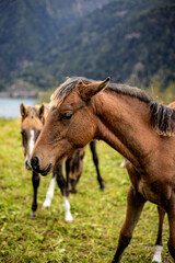 Fototapeta premium paesaggio in montagna