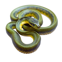 Obraz premium Elegant olive whipsnake coiled gracefully on a pristine white background