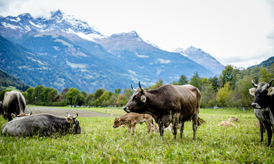 paesaggio in montagna