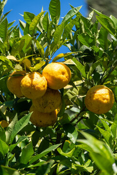 Citrus fruits of bergamot orange tree in Bergamo, North Italy, using in earl grey tea, citrix bergamia tree