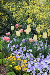 flowers in the garden