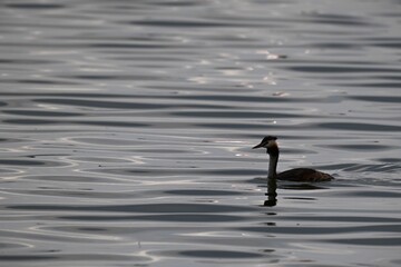 Great crested grebe