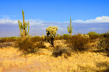 Landscape Sonoran Desert Arizona