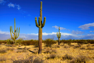 Landscape Sonoran Desert Arizona