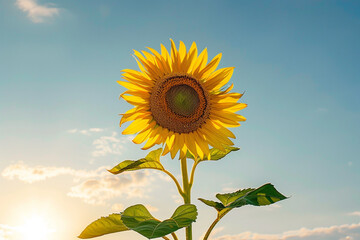 sunflower on blue sky background