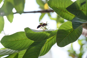 A wasp hunts a grasshopper on a large green leaf surrounded by more foliage