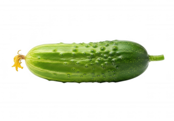 Green cucumber with yellow flower isolated on a transparent background