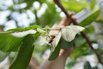 Praying Mantis Catches a Bee While Perched on a Guava Tree Branch Amidst Lush Green Foliage