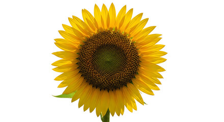 Fototapeta premium Beautiful Sunflower Isolated on White Background.