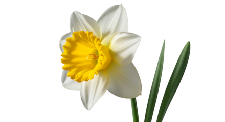 Beautiful white and yellow daffodil flower blooming in spring.
