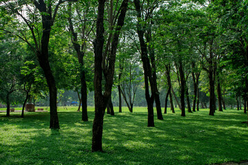 Beautiful nature at morning with sun in big city park