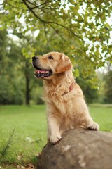 A smiling golden retriever has its front paws resting on a tree trunk