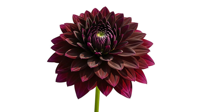 Deep Burgundy Dahlia Flower Isolated on White Background.
