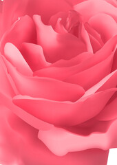 Close up of a coral rose isolated on white background