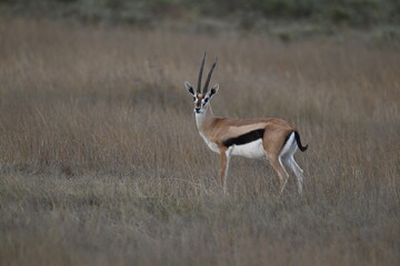 Gazelle