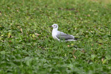 Grey-Headed Gull (Chroicocephalus cirrocephalus)