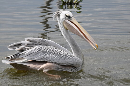 Pink-Backed Pelican (Pelecanus rufescens)