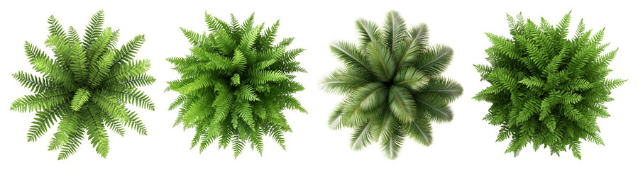 Naklejka premium PNG Lush green ferns top view, element set on transparent background