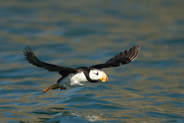Horned puffin flying low over the water