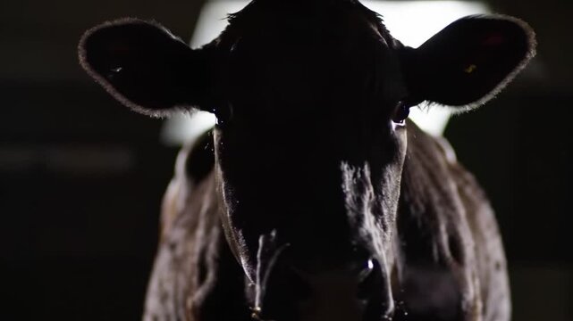 A black cow stands in the dark, its head illuminated by a soft light in a dramatic, low-angle portrait. This image evokes the serene yet powerful essence of farm life, perfect for agricultural
