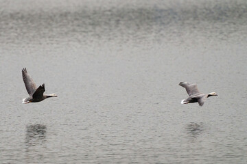 Two emperor geese flying low over water © feeferlump