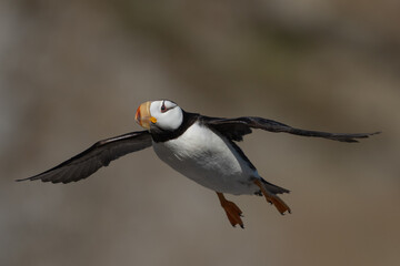 Close up image of a horned puffin in flight