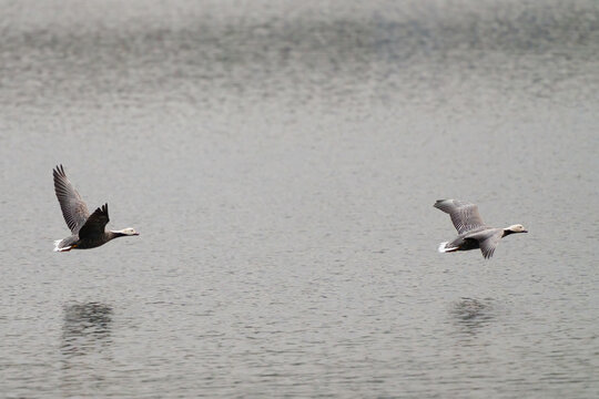 Two emperor geese flying low over water