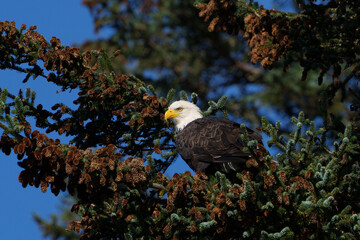 Adult bald eagle sitting in a pine tree