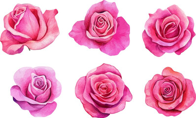 pink roses isolated on white background