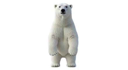 Majestic polar bear standing tall against a white backdrop.