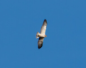 Hawk in flight with blue sky
