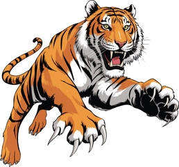 tiger on white background