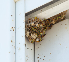 Wasps hornets build their nest on a window frame close up