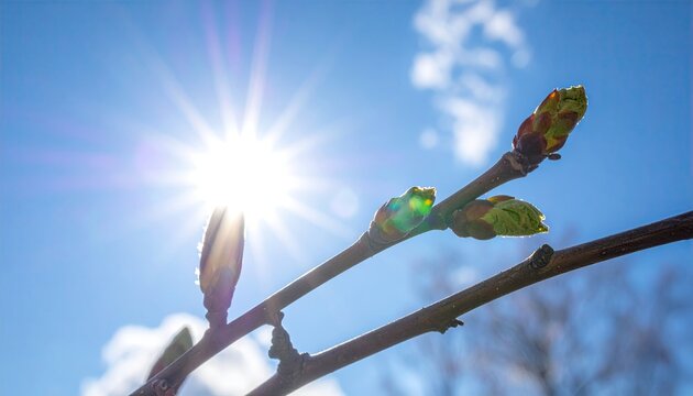 Close Up of Budding Tree Branch Against a Bright Sky in Springtime