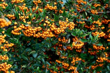 Pyracantha coccinea, also known as sea buckthorn or sea buckthorn.