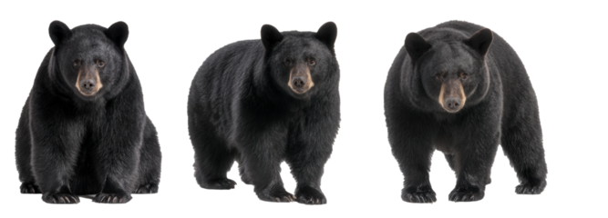 Strong black bears posing in various stances showcasing their majestic presence and playful demeanor