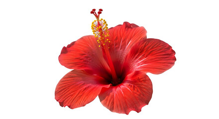 Fototapeta premium Vibrant Red Hibiscus Flower Isolated on White Background.
