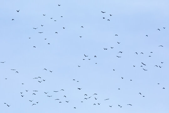 nu&eacute;e d'oiseaux