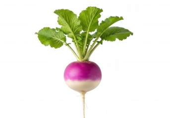 Purple white globe root green leaves isolated on a transparent background