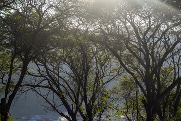 Sunlight Through Tree Branches and Leaves