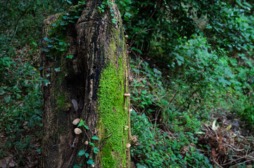 이끼와 버섯이 있는 나무 그루터기 