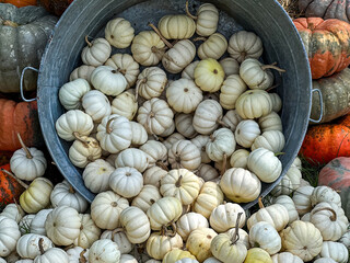 A whole bunch of cute little pumpkins