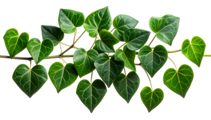 Green heart shaped leaves on a branch isolated on white background.