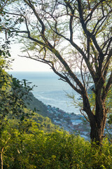 Scenic View of Coastline from Lush Hillside