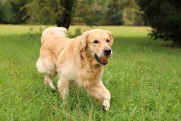 Golden Retriever on a walk with a ball in its mouth