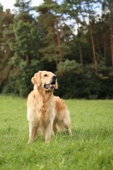 Golden Retriever staying on a meadow.