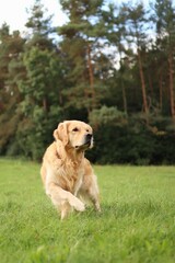 Golden Retriever running across a meadow.