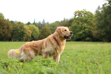 Golden Retriever running across a meadow.